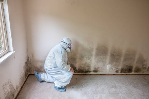Best White Mold Remediation in Flower Hill, MD