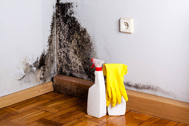 Best Kitchen Mold Remediation in Flower Hill, MD