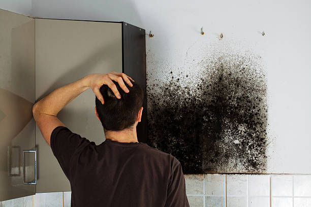Best Emergency Mold Remediation in Flower Hill, MD